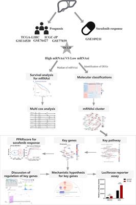 Stemness Analysis Uncovers That The Peroxisome Proliferator-Activated Receptor Signaling Pathway Can Mediate Fatty Acid Homeostasis In Sorafenib-Resistant Hepatocellular Carcinoma Cells